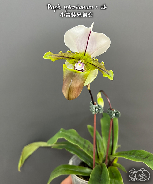 美琪園藝Miki Orchid - 批發專區